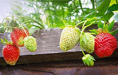 免费试玩！能开后宫的武侠版“战国兰斯”？《息风谷战略》现已登录新品节